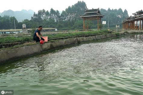 魚池養魚|池塘養魚（漁業養殖技術）